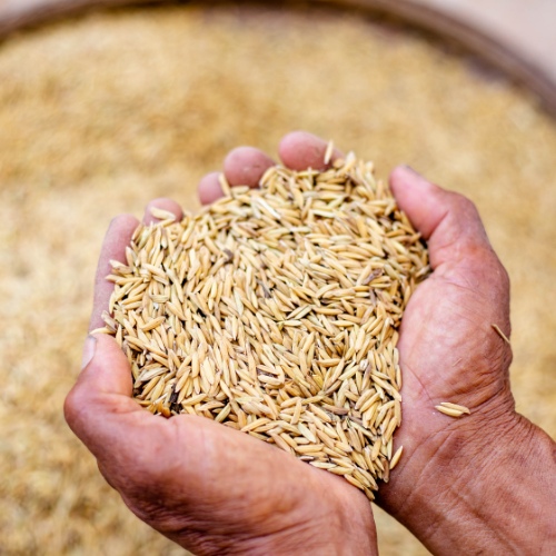 Grain