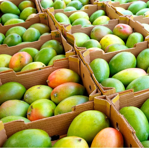 mangoes-10